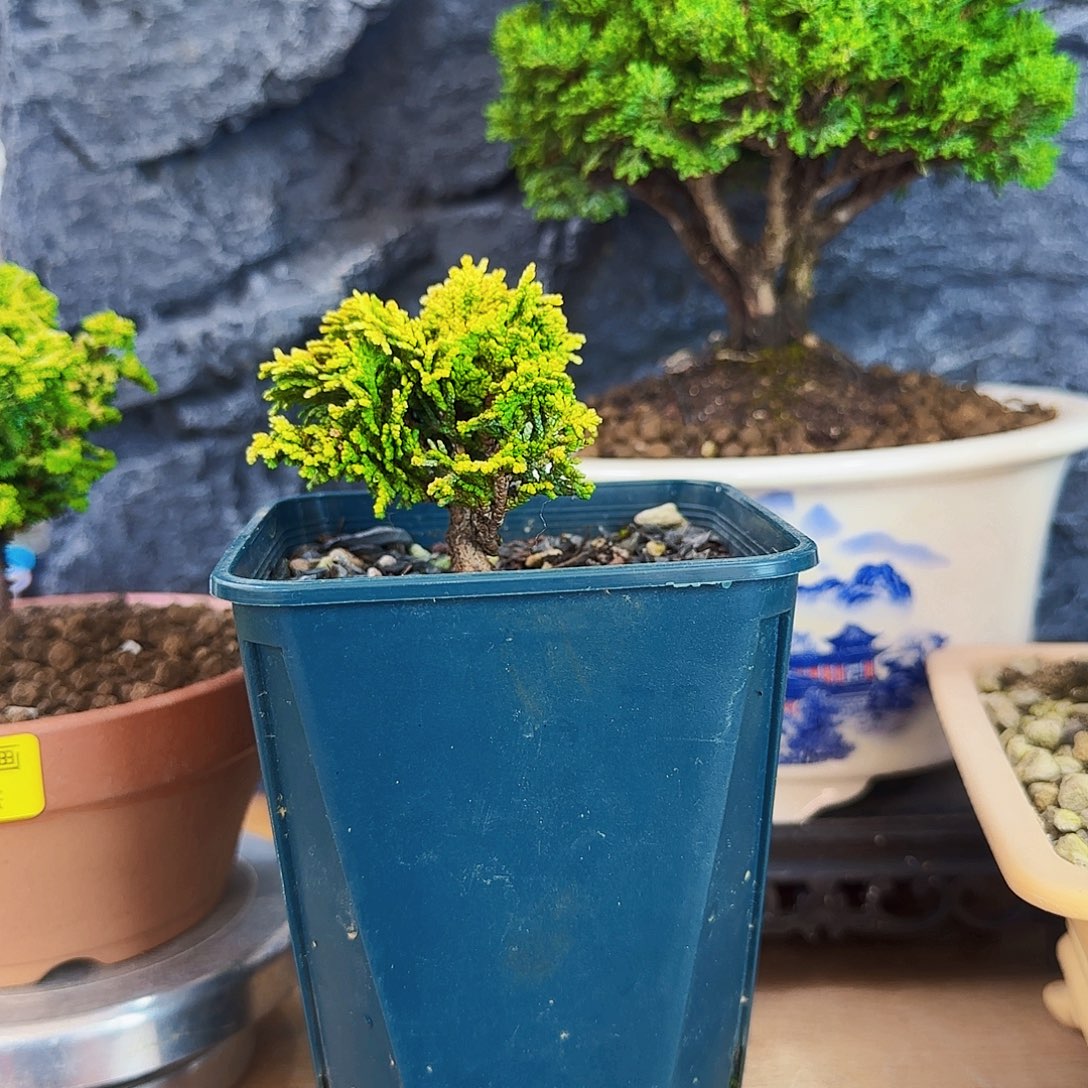 阿***机无花朵黄金连山桧1颗