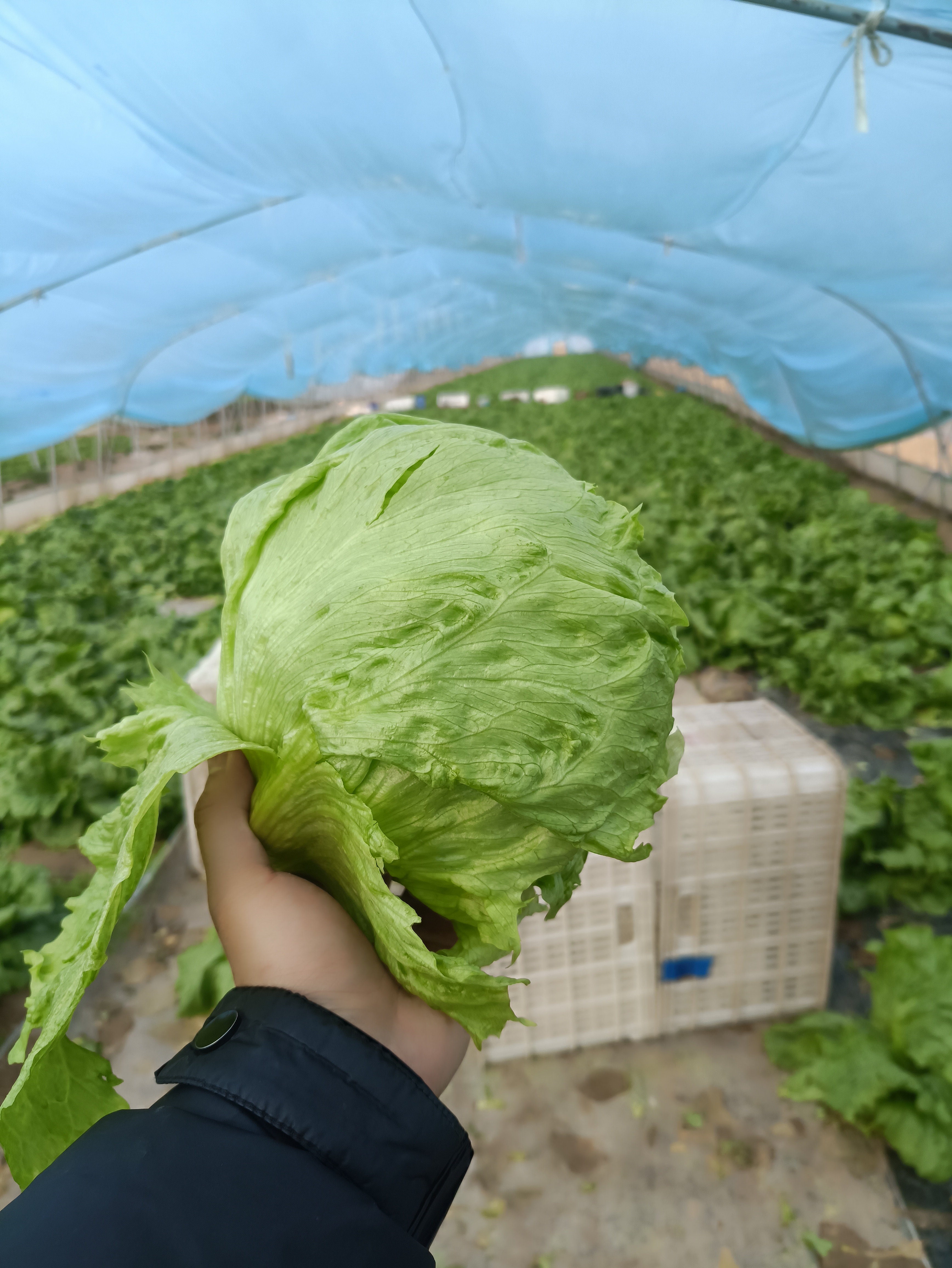 西生菜新鲜蔬菜生菜球圆生菜生吃即食沙拉菜汉堡生菜西餐轻食球菜
