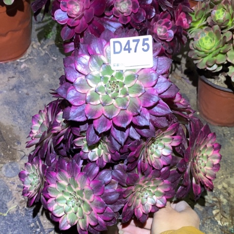 雪姬多肉植物法师不包损