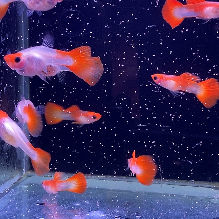 孔雀鱼红头玻璃猫10条