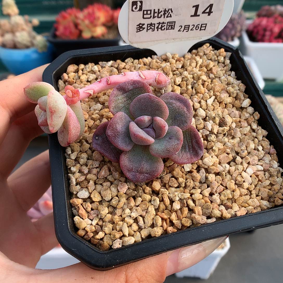 14妖桩冰玉石化多肉植物