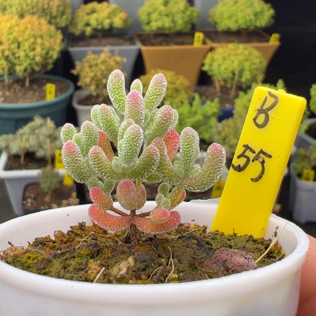 实生冰晶带盆带土发货