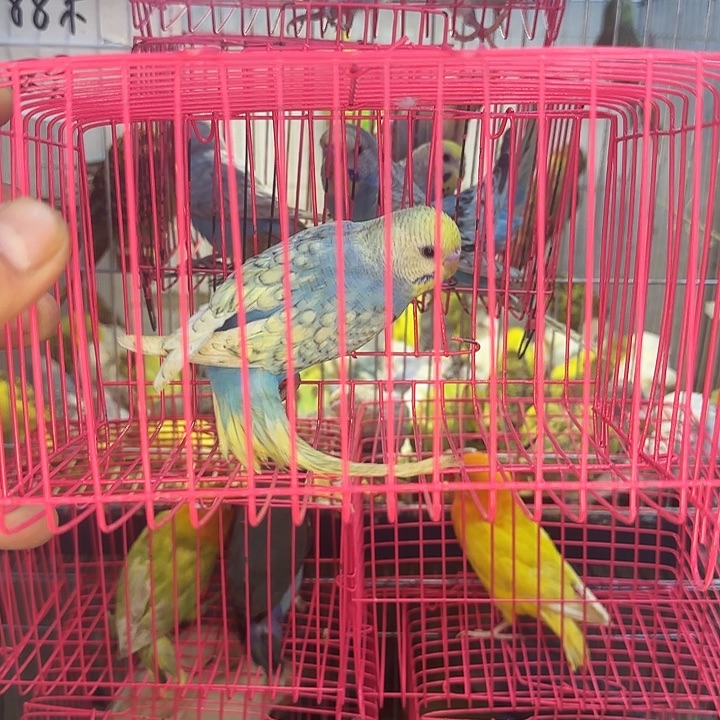 虎皮鹦鹉金彩一物一拍