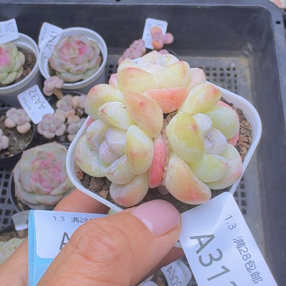 樱花粉冰玉一颗带盆发