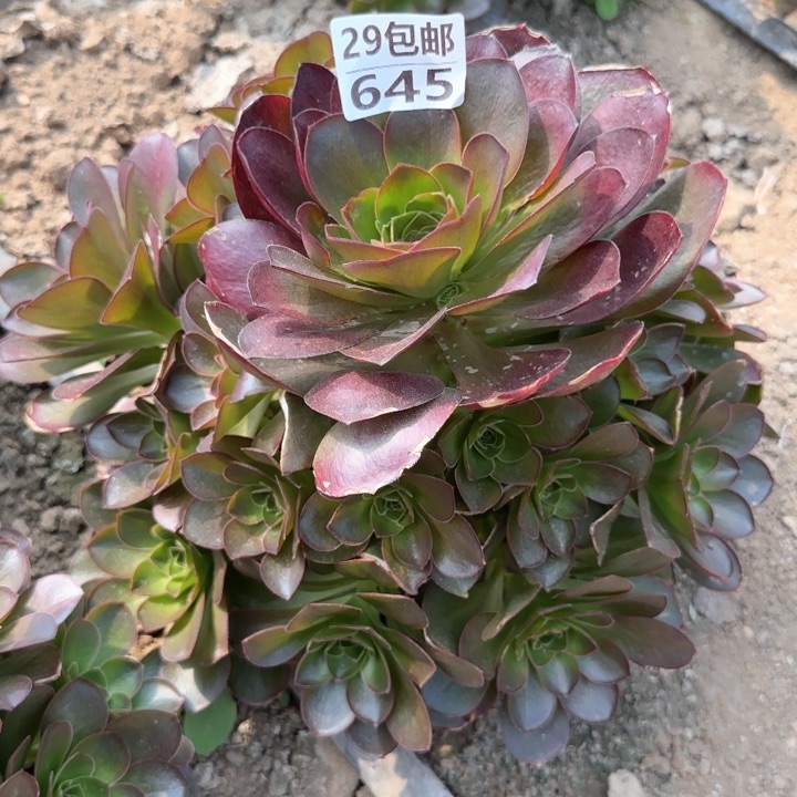 魅金……多肉植物……