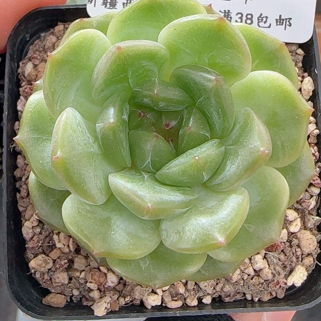 多肉0626-138晴川珍妮