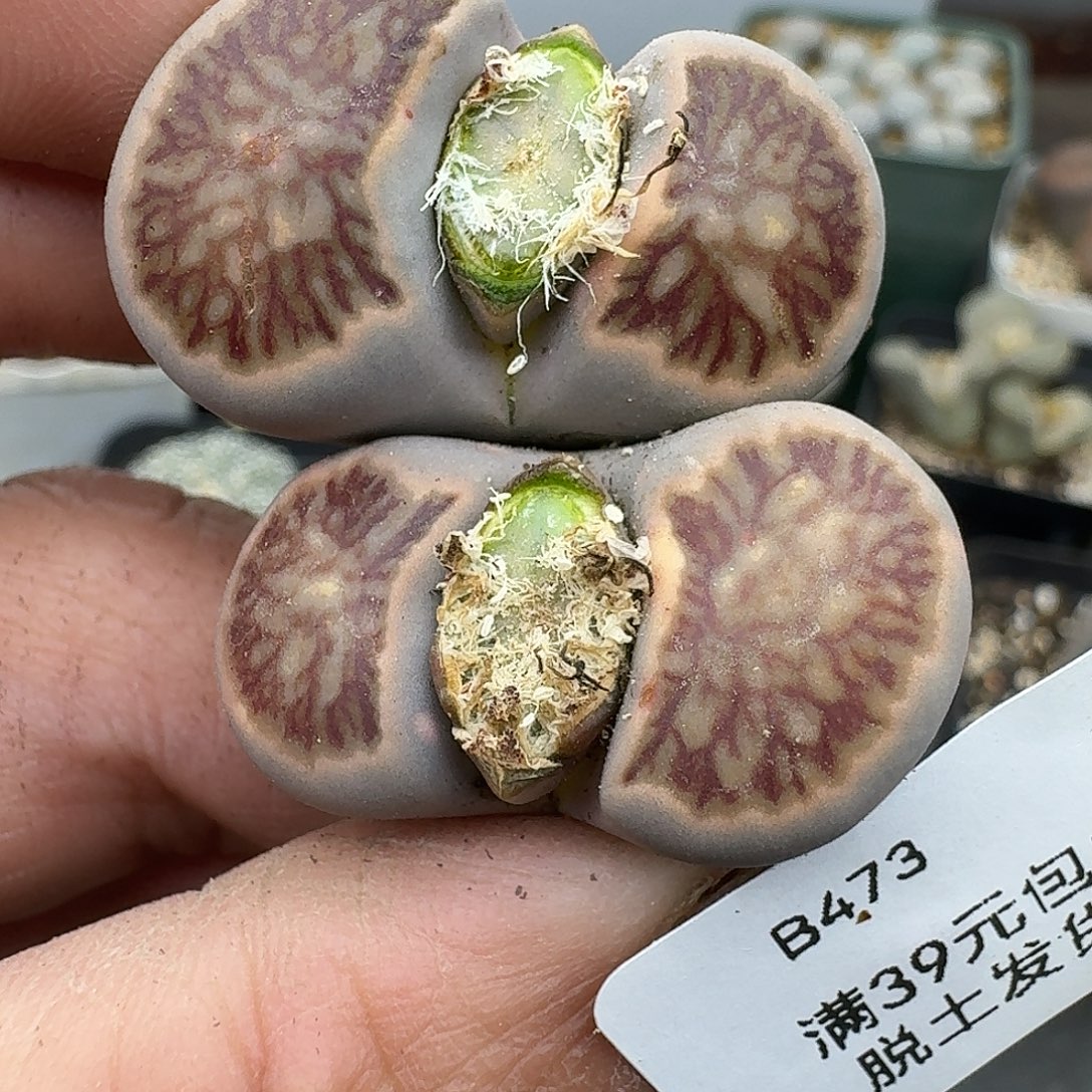473多肉哈哈哈哈哈哈