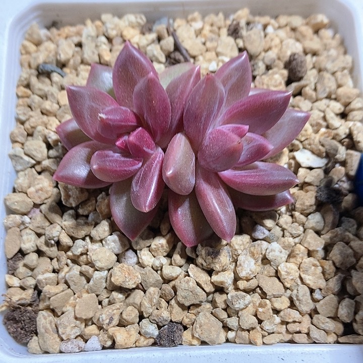 多肉植物迷雾泡泡6153