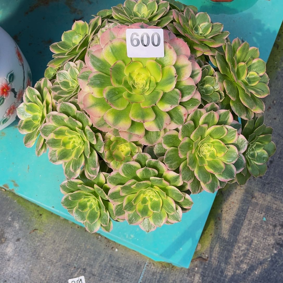 三***堂海仙0000000006000