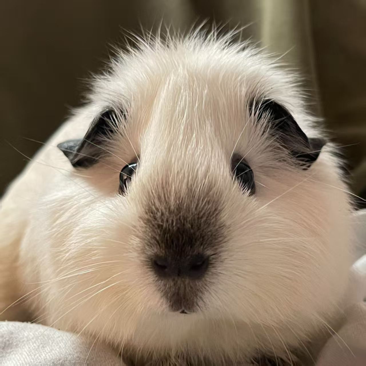 荷兰猪活体宠物豚鼠活宠家养活物天竺鼠彩豚黑豚繁殖小宠饲料幼崽