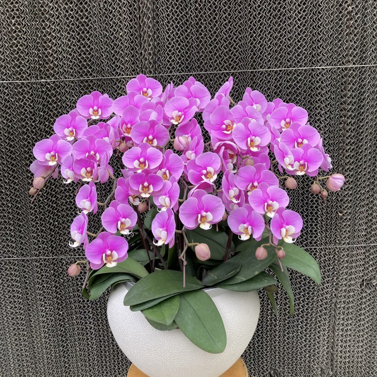 9号蝴蝶兰【安娜】3.5加高成熟苗 出剑