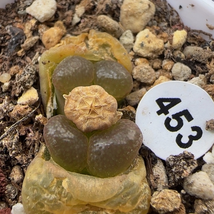 油面窗漂亮多肉植物453