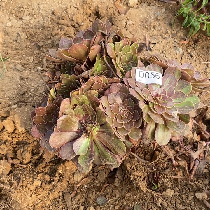 056花月夜多肉植物