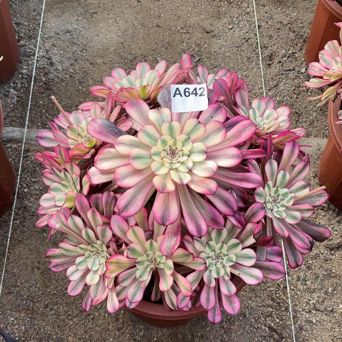 多肉法师水晶仙子642