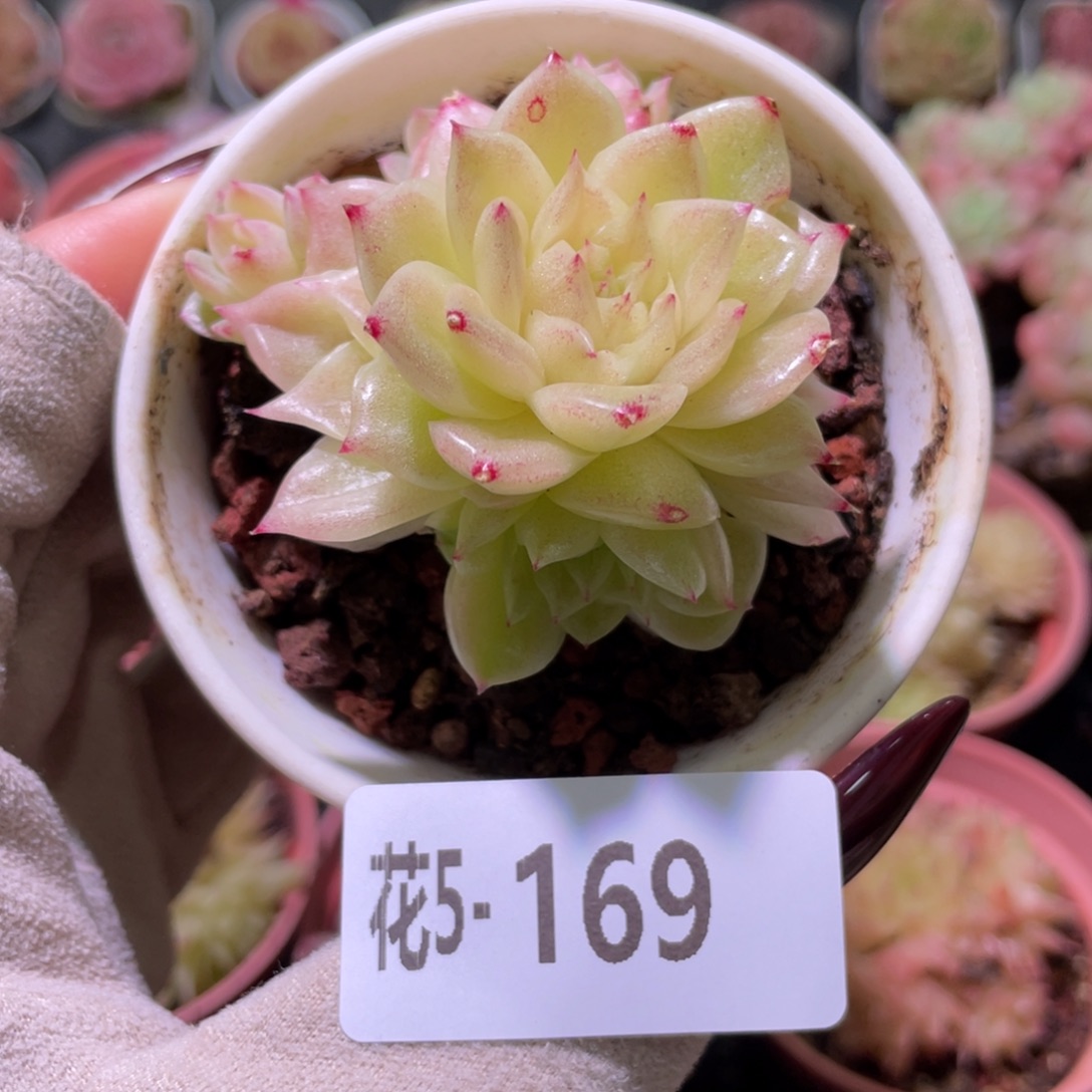 花利美5-169麦秆群
