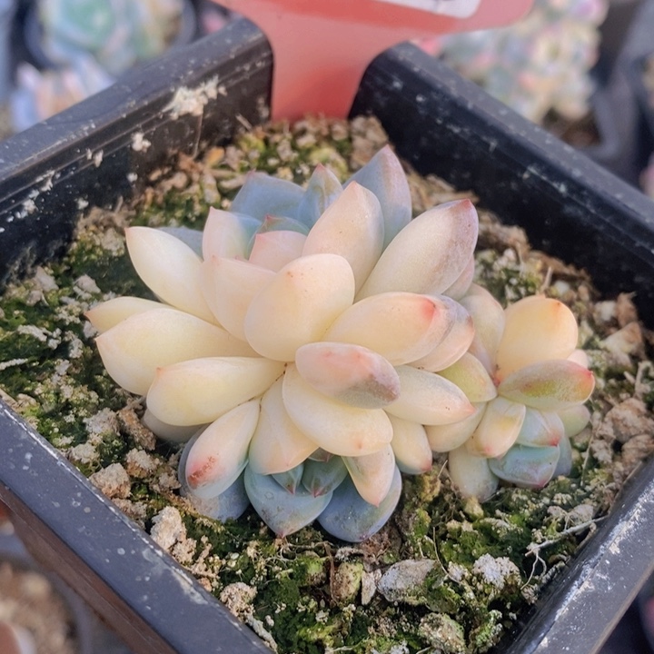 175号星影锦11111111