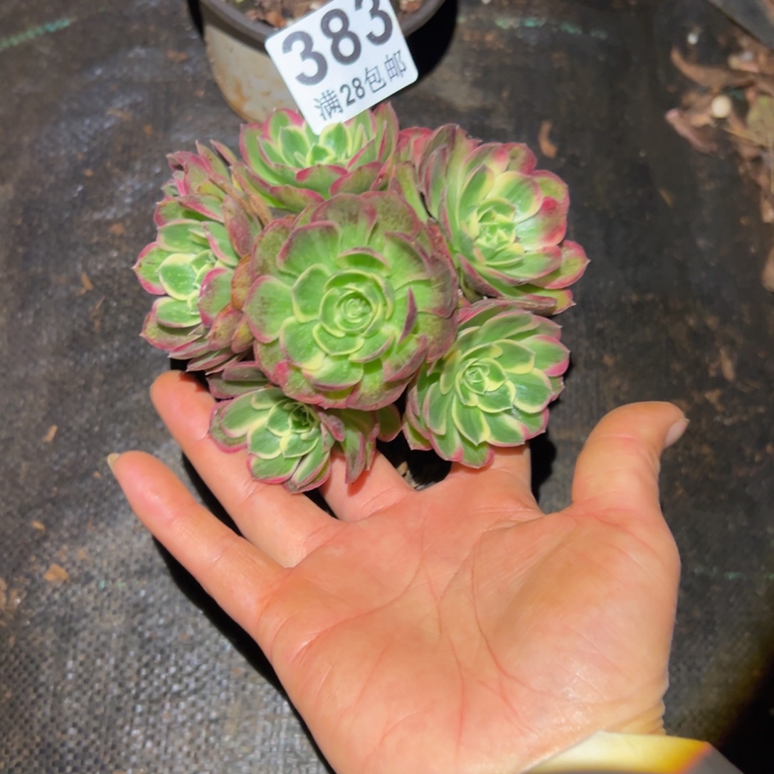 梦***雪多肉植物383无售后