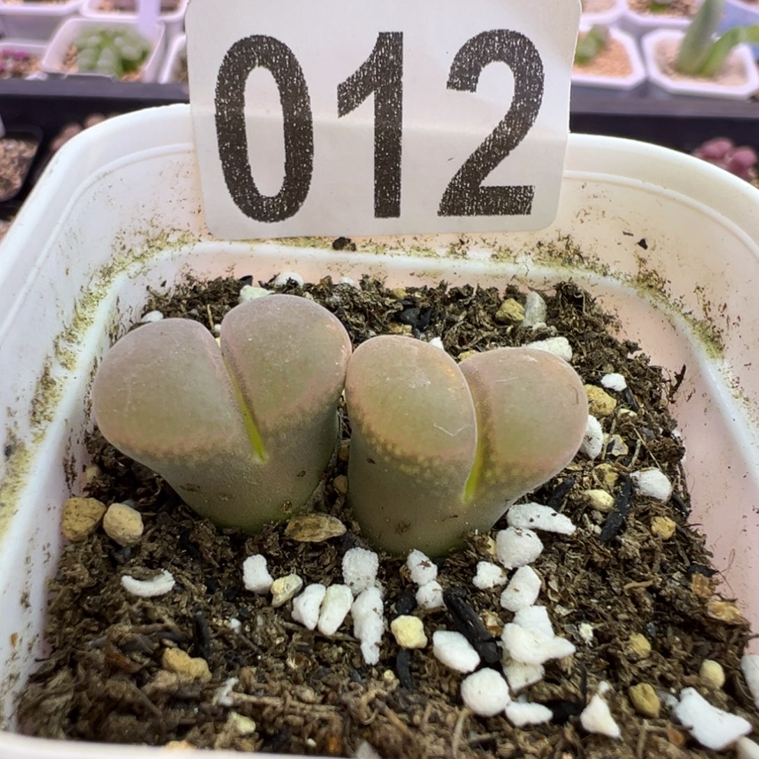 012号风铃福利特特