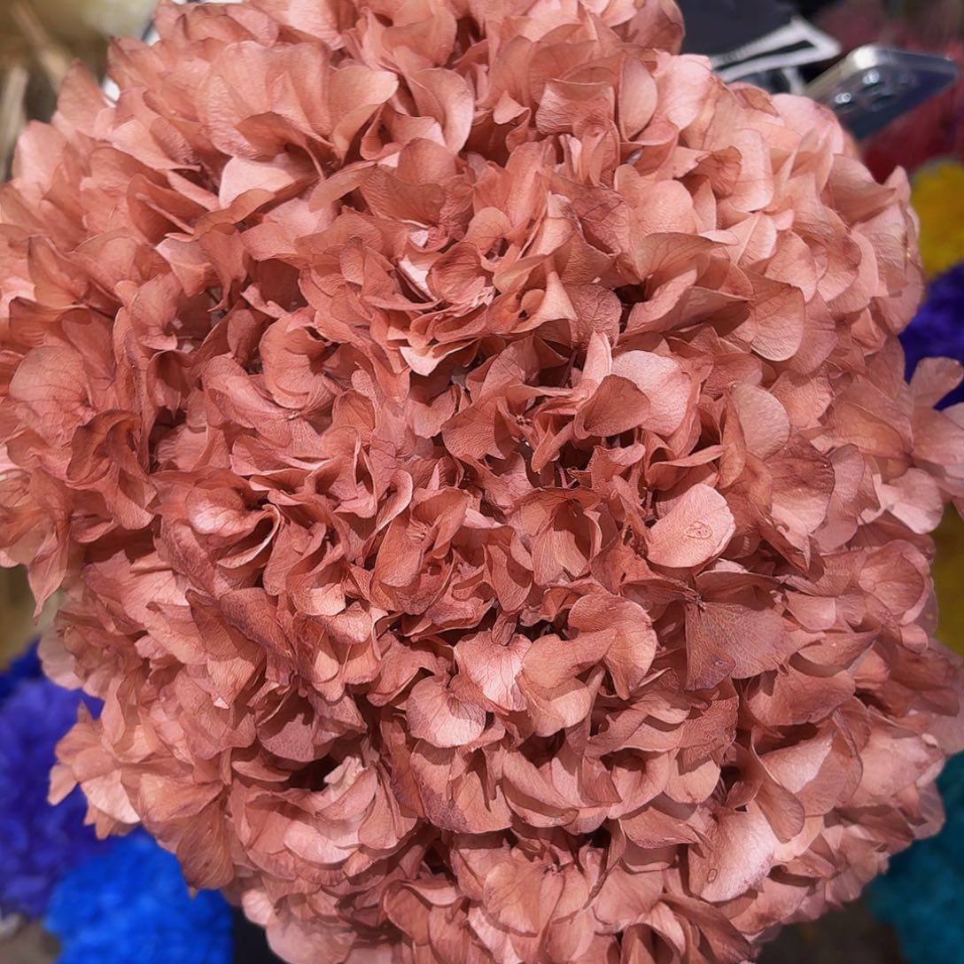 永生大叶绣球 1枝 咖色