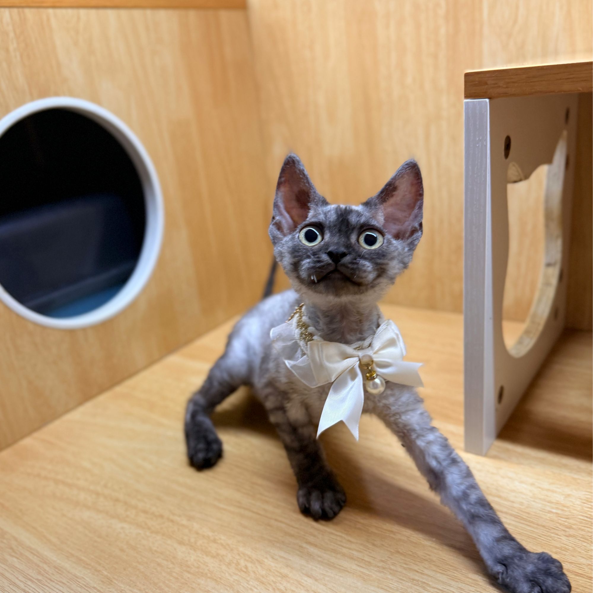 5 德文烟灰色弟弟 生日：3.15疫苗：已打2针