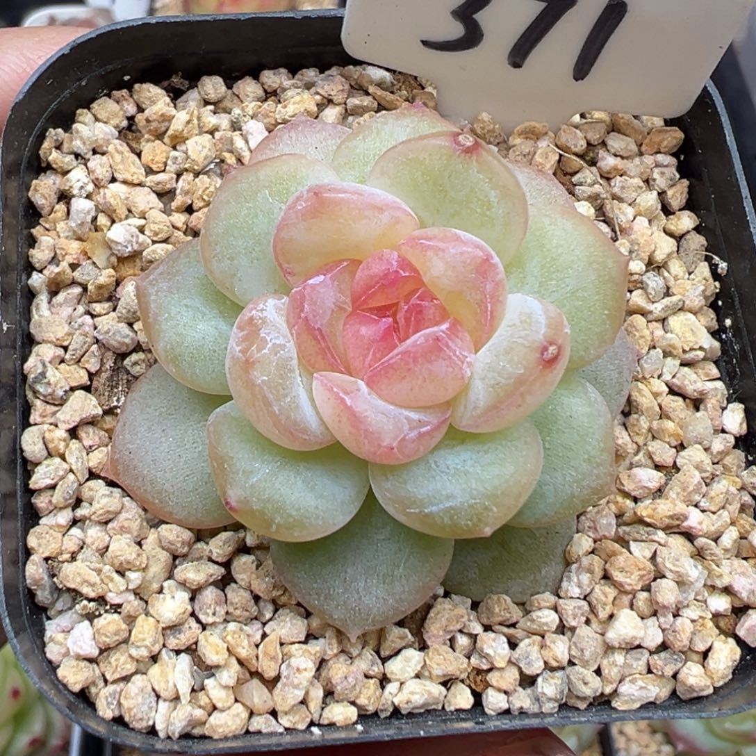 371号明眸 晗雨多肉