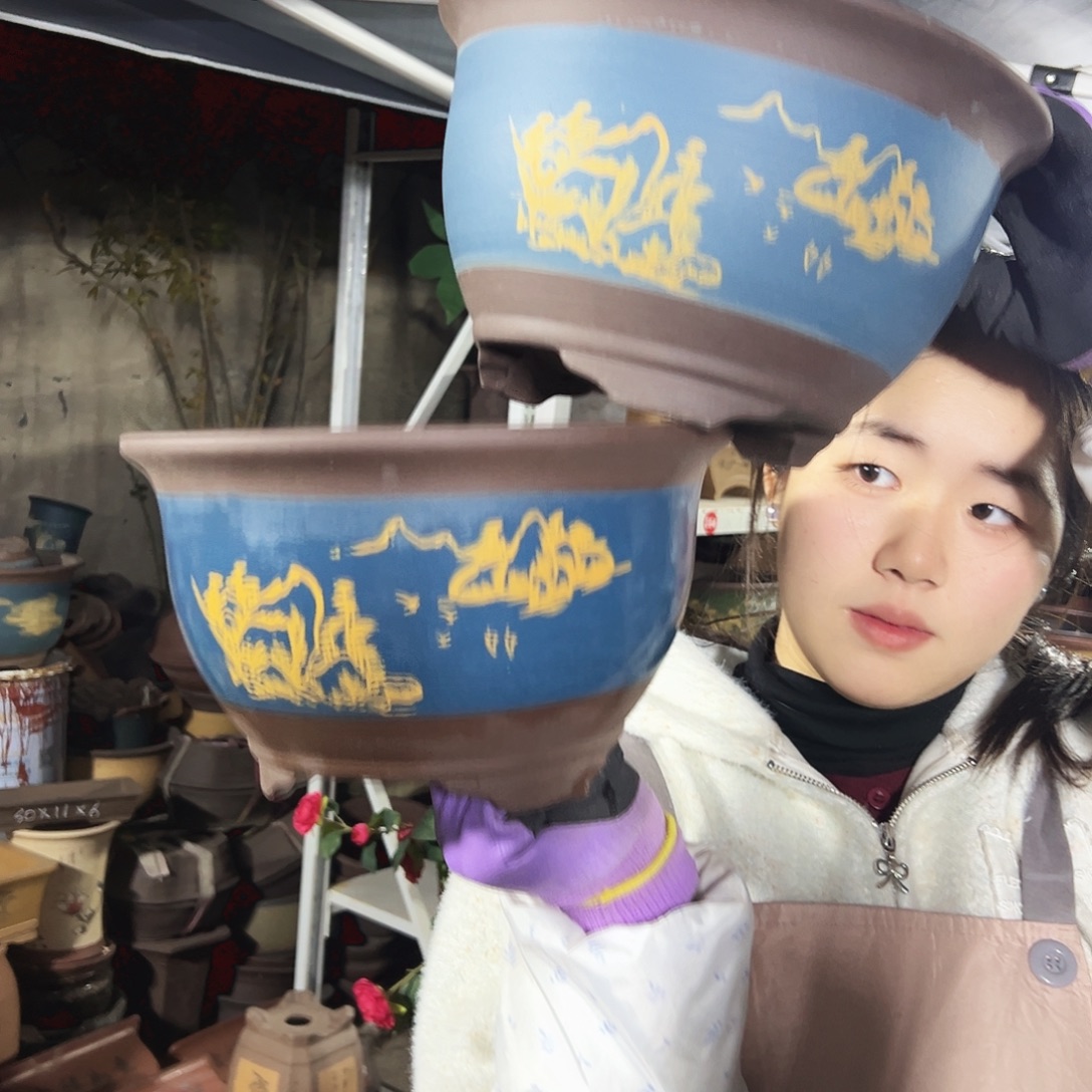 21+21蓝色三角金钟花盆花盆