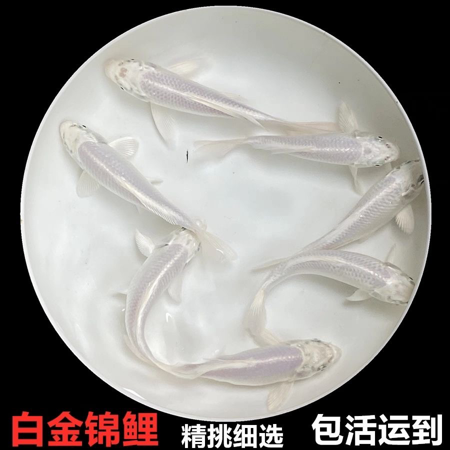 101-200号普身蝴蝶鲤各色锦鲤