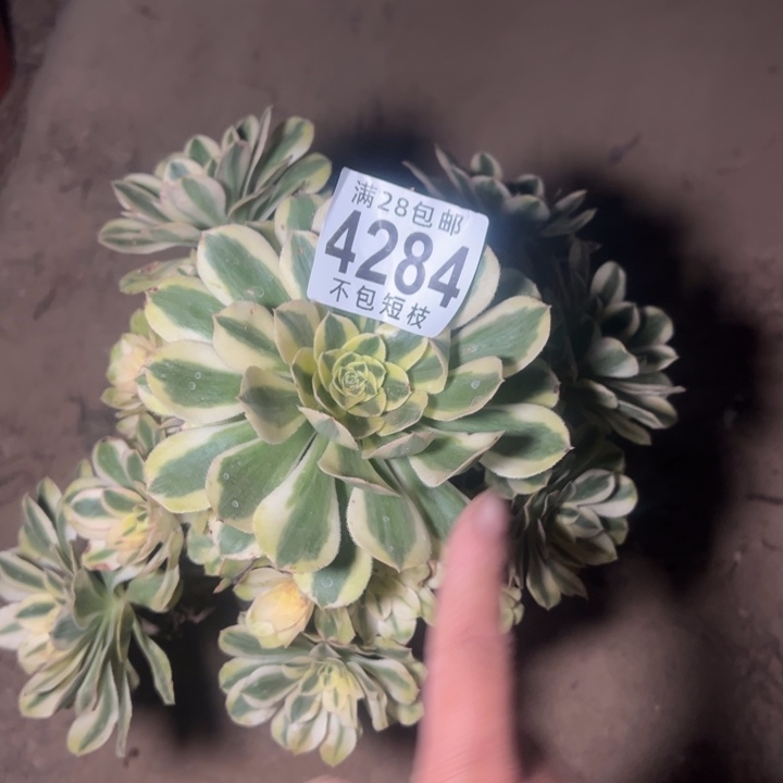 4284多肉植物白兰地法师