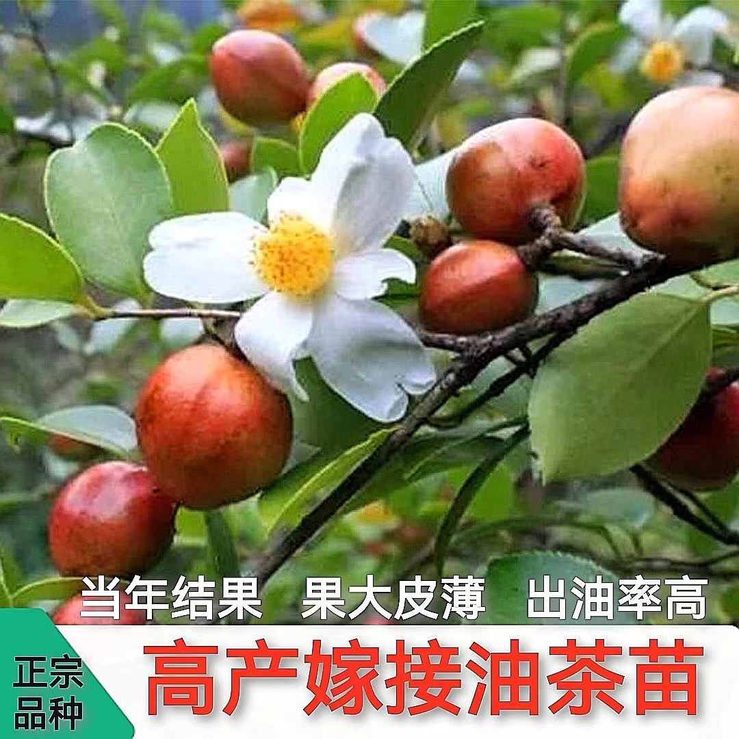 正宗嫁接高产油茶树苗良种白花高产山茶树树苗大果薄皮红皮油茶苗