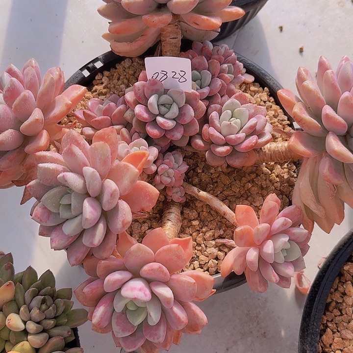 0828花瓣路多肉植物