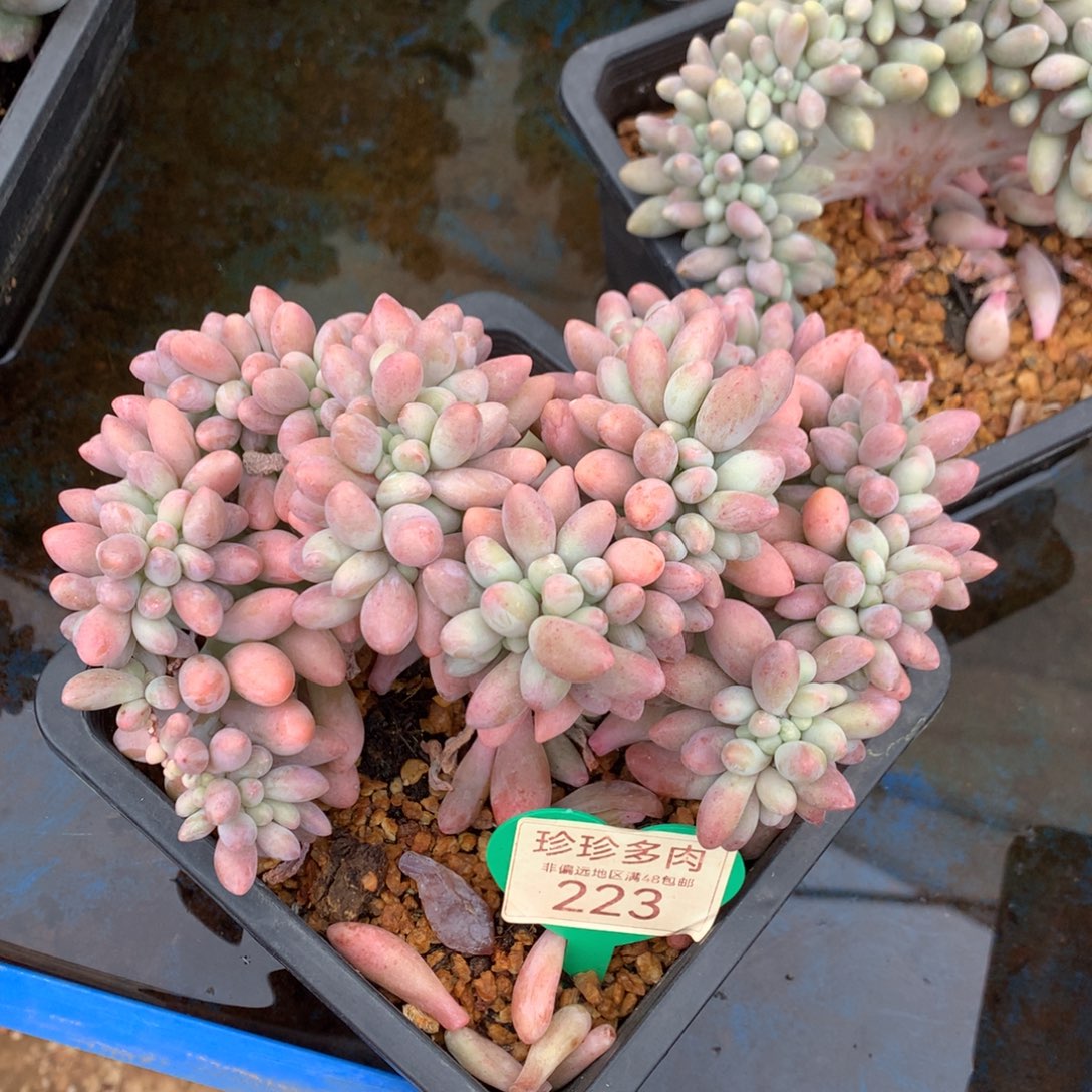 汤圆缀化彩体一物一拍223