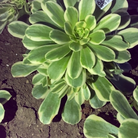 579迈巴赫满25包邮多肉