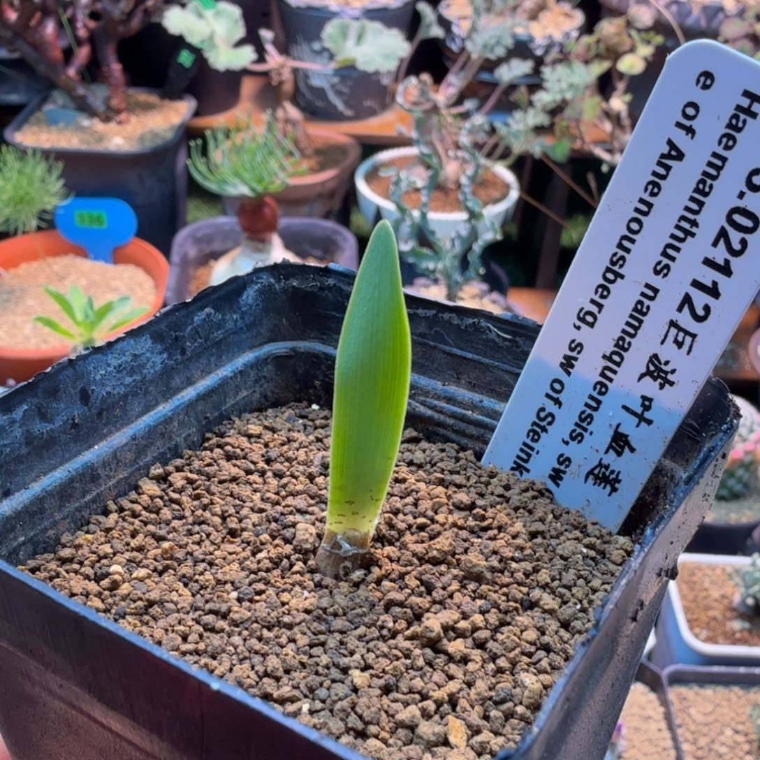 巨波叶雪莲888 仙人球