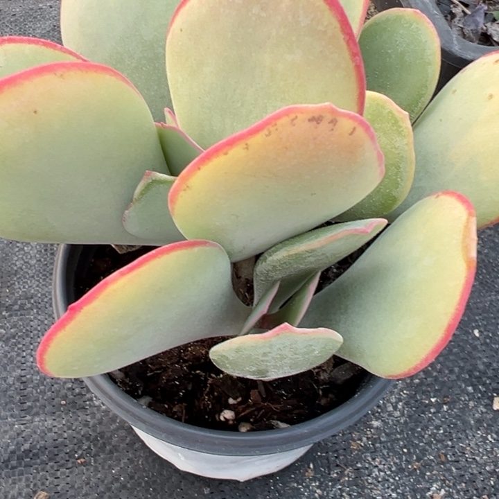 白眉多肉植物449五头