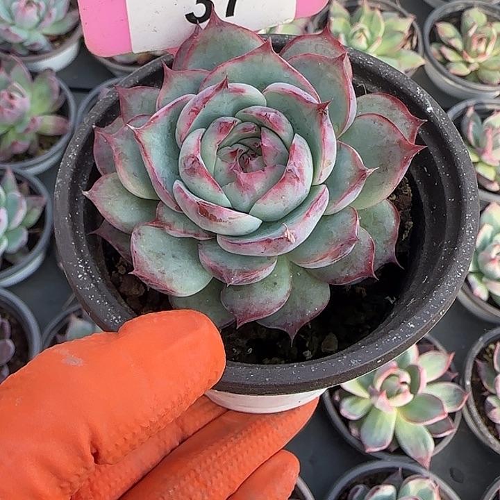 37 惊鸿仙子多肉植物6-9cm