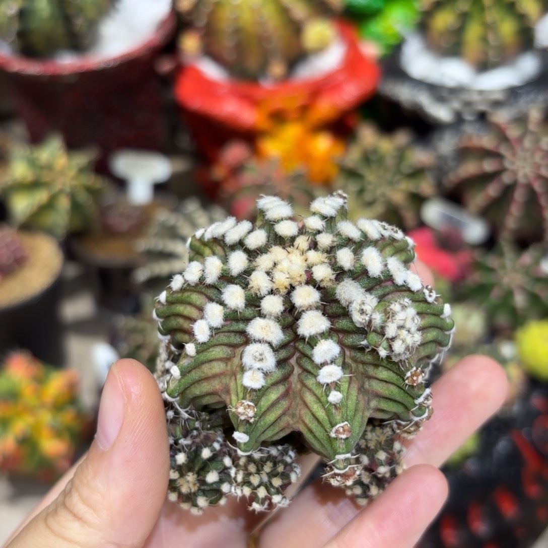 5.8cm高绒龙骑兵海神