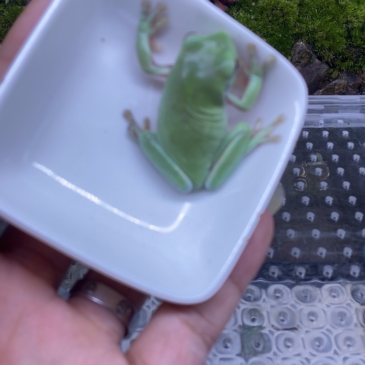 老爷树蛙素皮绿姥爷