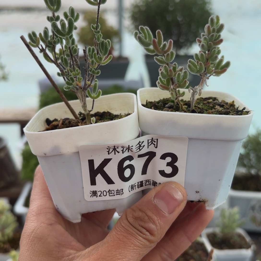 673冰紫和小星星组合