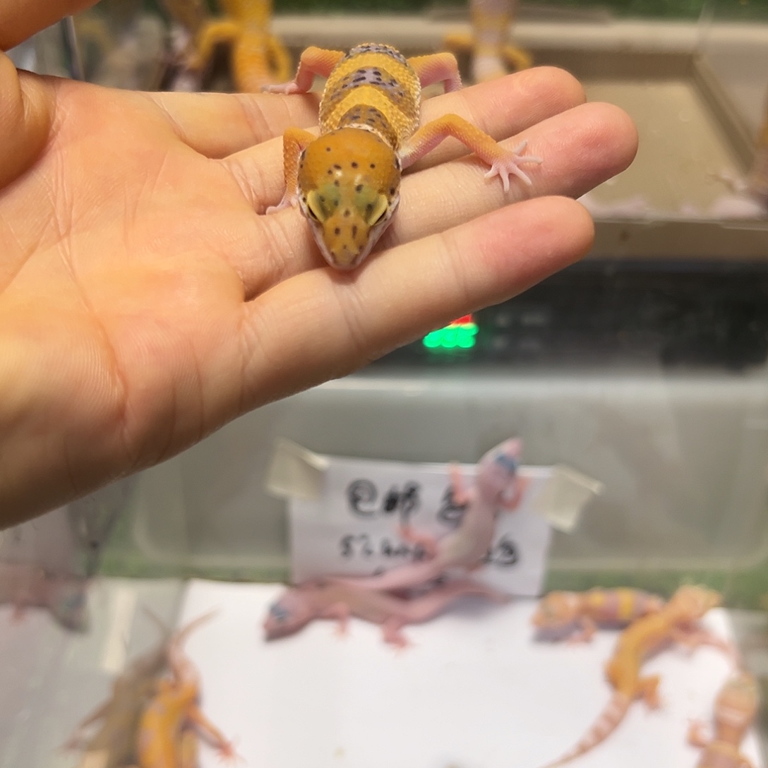 豹纹守宫豹纹守宫苗子