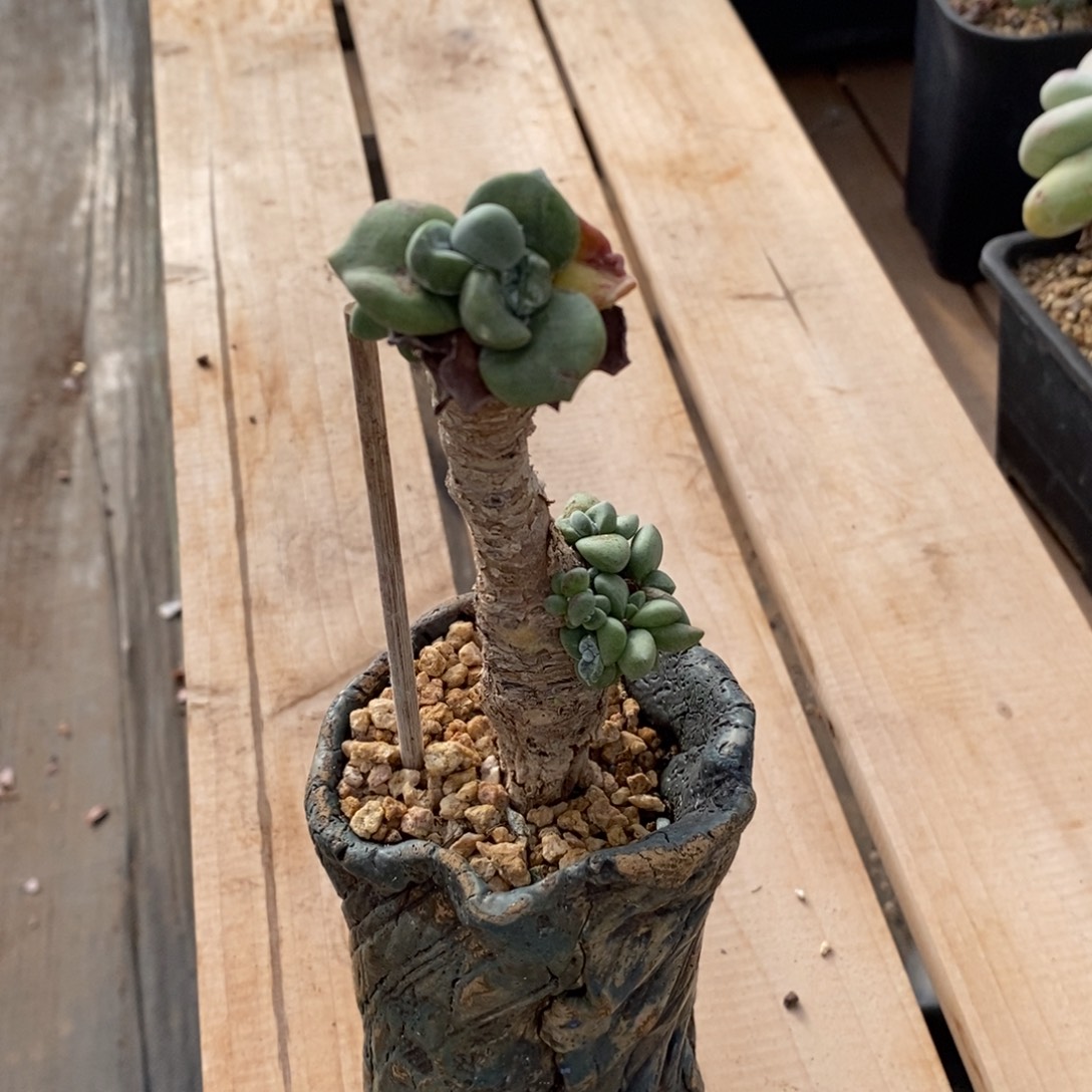 潜力股苹果叶带盆寄养，冰是睡着的水