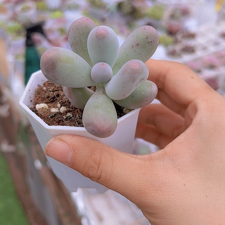 米可奶托土发货多肉