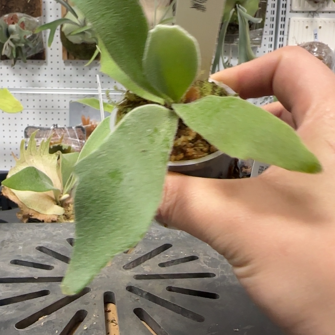 pn月光混波哥苏丹鹿角蕨