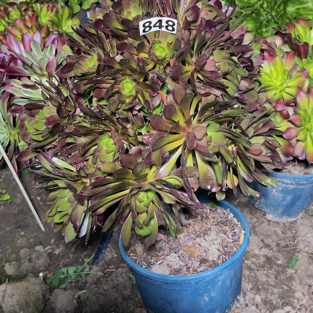 法师法师13–32包邮法师