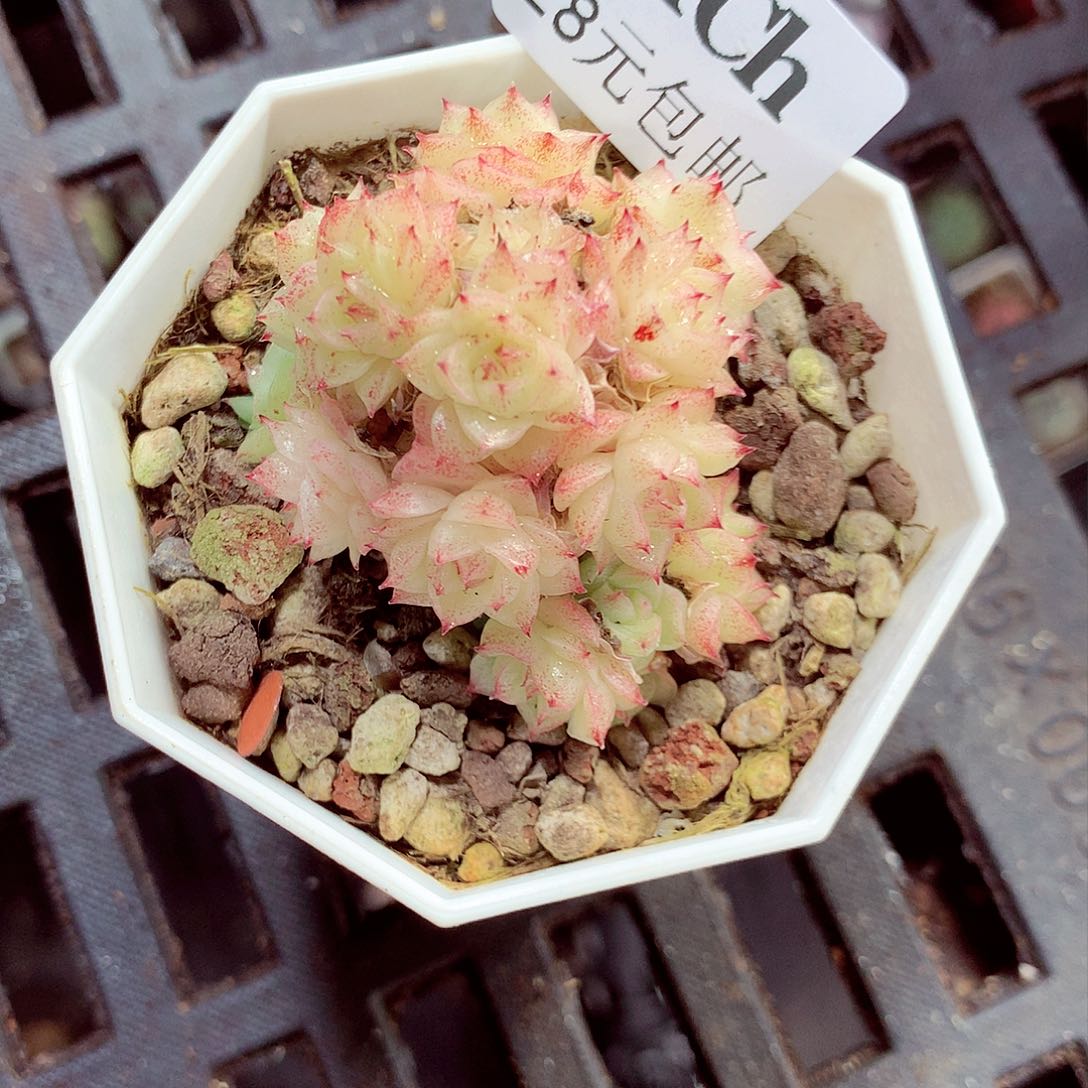 5厘米盆精控多肉171