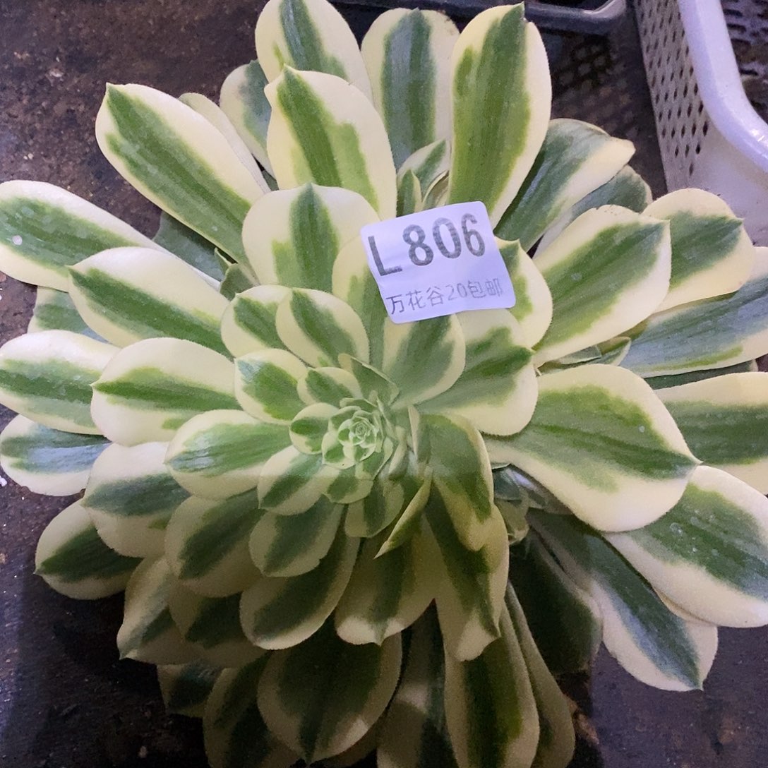 806迈巴赫多肉植物