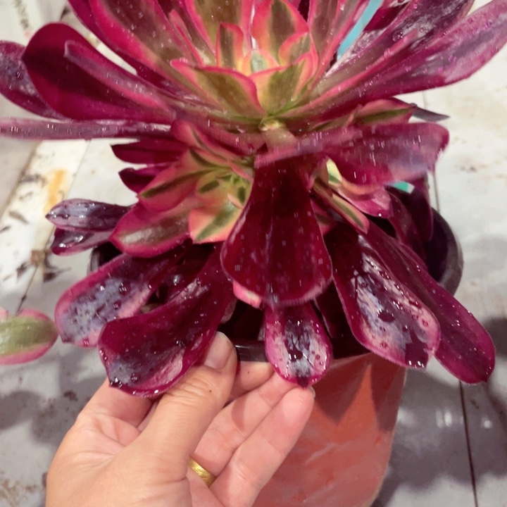 美杜莎手捧花晚上播首次特价9.9包邮