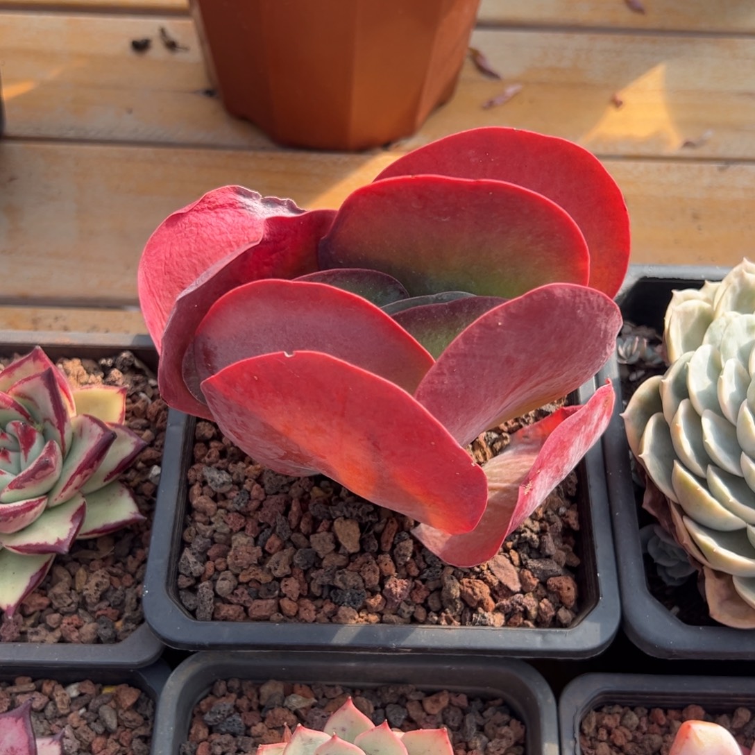 多肉单头唐印【非偏远地区满18包邮】