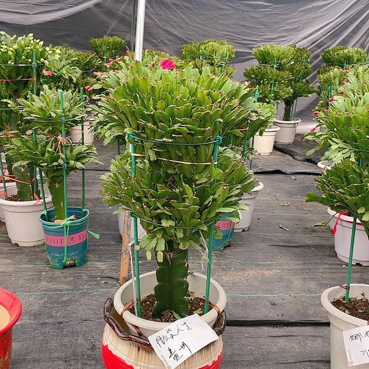 完全开放麒麟室内花卉