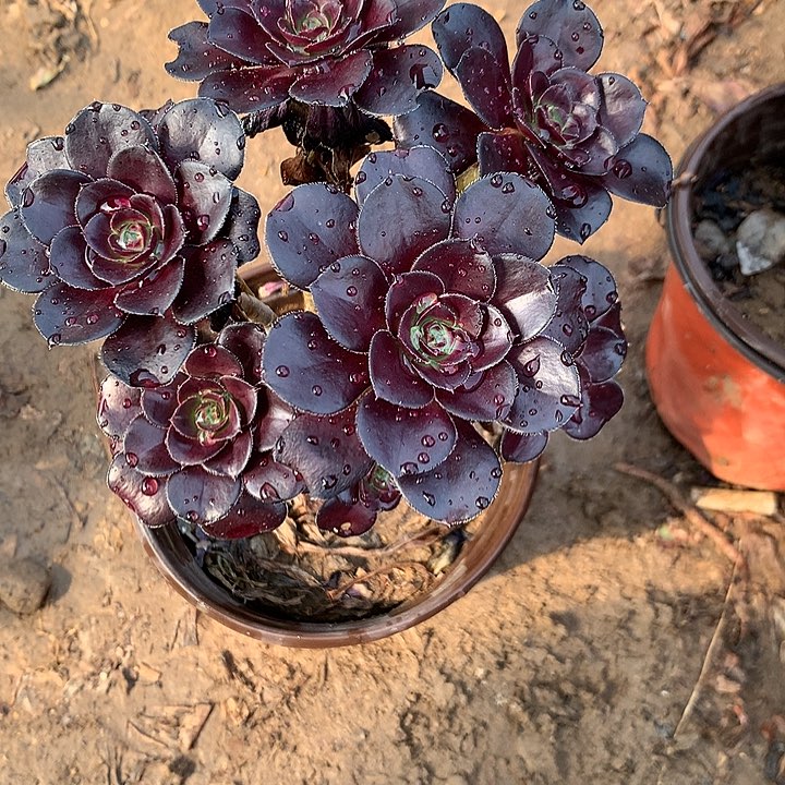 法*多肉植物黑玫瑰28