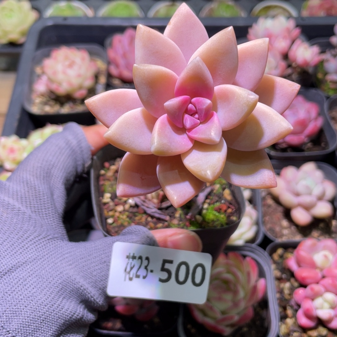 花利美23-500淡雪